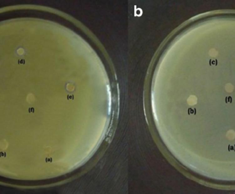 Biocide Antimicrobial Manufacturers